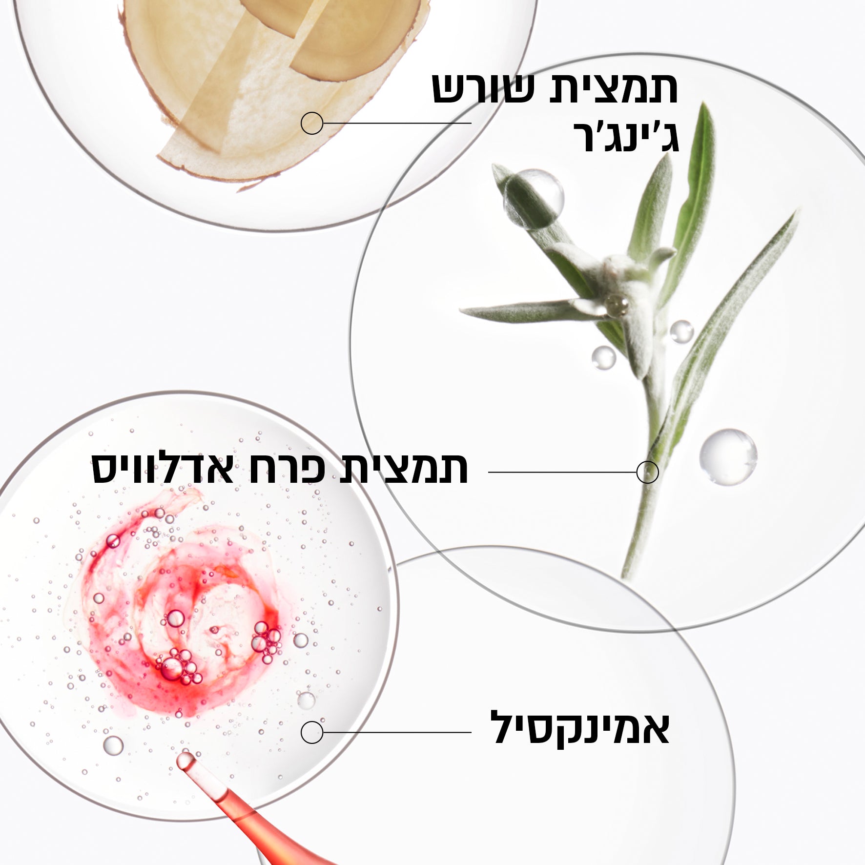 ג'נסיס קרסטס